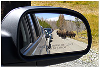 Im Yellowstone National Park, überall Bisons