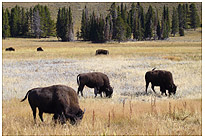 Im Yellowstone National Park und noch mehr Bisons